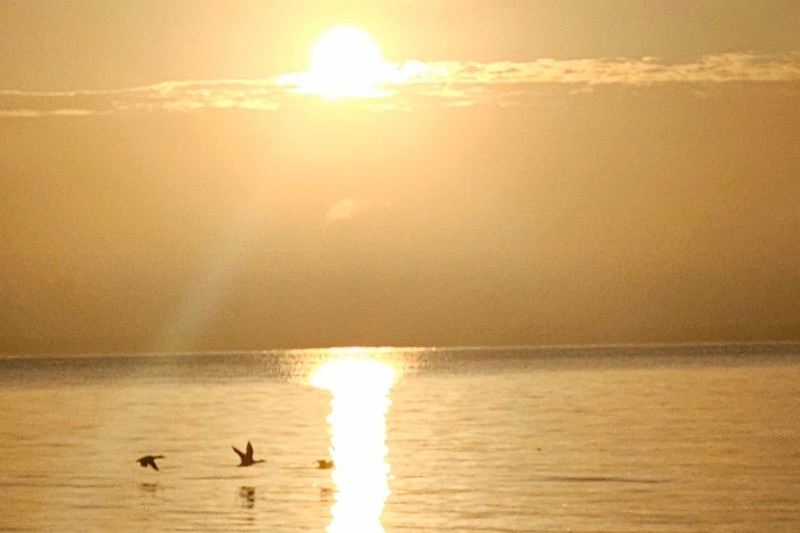 Soluppgång över havet: solen står högt över ett molnband, tre fåglar flyger lågt över vattnet och en gyllene solstig ligger på havet